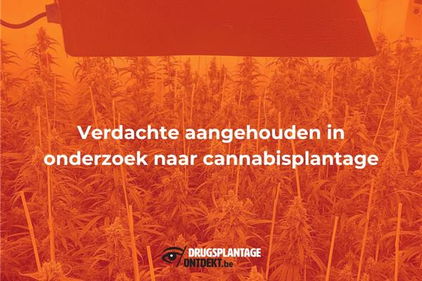 Merksem - Verdachte aangehouden in onderzoek naar cannabisplantage